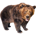 Runnable’s bear